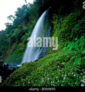 Cibeureum cascades et fleurs sauvages, Mt. Gede Pangrango National Park, Java, Indonésie Banque D'Images