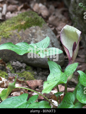 Cuckoo Pint Arum maculatum spathe et spadice montrant les feuilles tachetées de pourpre Banque D'Images