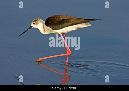 Black-winged Stilt feeding in Kolloni Salt Pan, Lesbos, Grèce. Banque D'Images