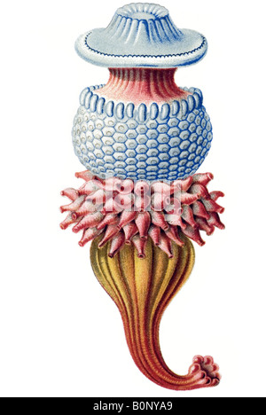 Nom Porpema Siphonophorae medusa, partie, Haeckel, l'Europe du 20e siècle art nouveau Banque D'Images