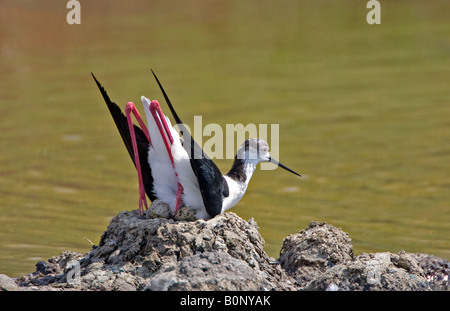 Black-winged Stilt assis sur son nid à Kolloni Salines, Lesbos. Banque D'Images