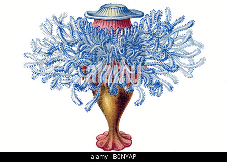 Nom Porpema Siphonophorae medusa, Haeckel, l'Europe du 20e siècle art nouveau Banque D'Images