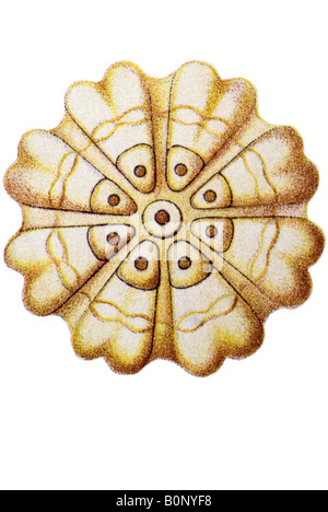 Nom Porpema Siphonophorae medusa, Haeckel, l'Europe du 20e siècle art nouveau Banque D'Images