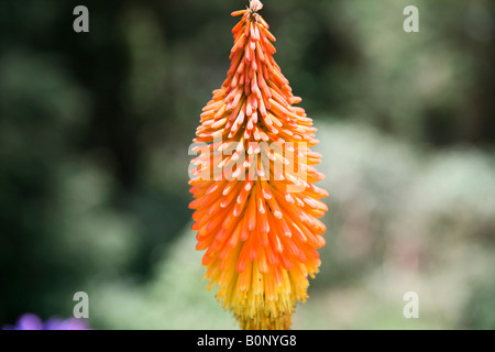 Red Hot poker-Kniphofia uvaria Iily-Torch Banque D'Images