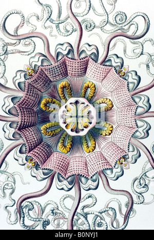 Peromedusae, Coronatae Periphylla Nom mirabilis, Haeckel, l'Europe du 20e siècle art nouveau Banque D'Images