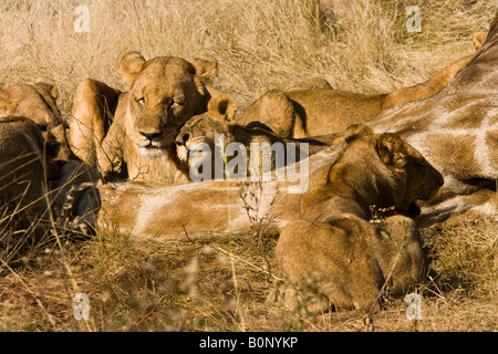 Lion cub Panthera leo frotte affectueusement sur la tête de lion femelle adultes situé à côté de la carcasse de girafe tué récemment par la fierté de la faim l'Afrique de l'Okavango Banque D'Images