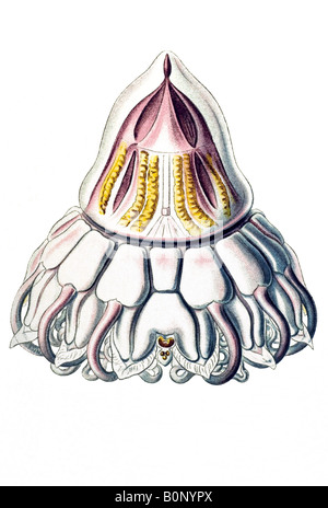 Peromedusae, Coronatae Periphylla Nom mirabilis, Haeckel, l'Europe du 20e siècle art nouveau Banque D'Images