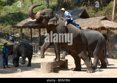 Elephant Show, Maesa Elephant Camp , Chiang Mai , Thaïlande Banque D'Images