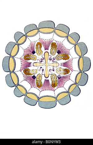 Peromedusae, Coronatae Periphylla Nom mirabilis, couper, Haeckel, l'Europe du 20e siècle art nouveau Banque D'Images