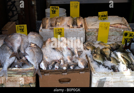 Poisson frais pour la vente dans une échoppe de marché dans Chinatown, New York City Banque D'Images