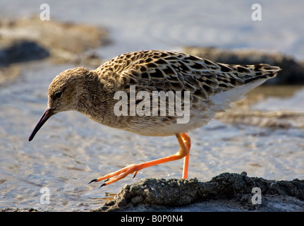 Ruff autour de l'alimentation salines Kalloni Lesbos. Banque D'Images