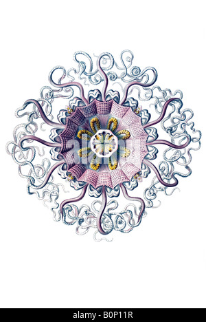 Peromedusae, Coronatae Periphylla Nom mirabilis, Haeckel, l'Europe du 20e siècle art nouveau Banque D'Images