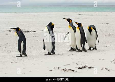 Manchots royaux à marcher le long de la plage de point de bénévoles, des îles Malouines Banque D'Images