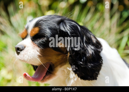 Un homme ^chien de la race Cavalier King Charles Spaniel le bâillement avec une explosion de la vie végétale verte derrière. Banque D'Images