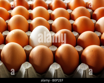 Une pile de plateaux à œufs. Les oeufs bruns avec un blanc d'oeufs de canard. Banque D'Images