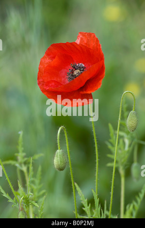 Fleurs simples et les bourgeons de Pavot Rouge, Papaver rhoeas Banque D'Images