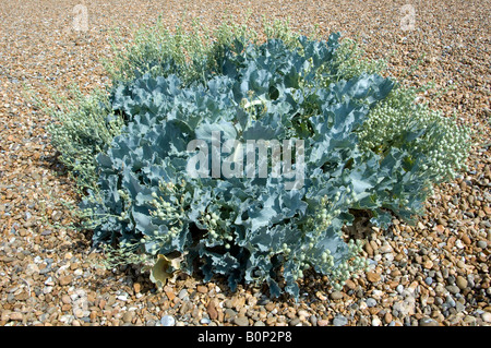 Kale Crambe maritima, la mer, avec les modules à la fin de l'été, croissant sur les plage de galets dans le Suffolk Banque D'Images