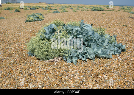 Crambe maritima, colonies de kale se propager le long de la mer, plage de galets dans le Suffolk Banque D'Images