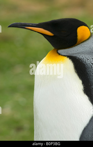 Portrait d'un roi Pingouin, Volunteer Point, Îles Falkland Banque D'Images