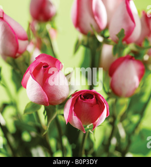 Studio shot of Pink Roses sur fond vert Banque D'Images