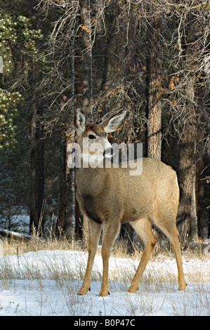 Une image complète du corps vertical d'une alerte le Cerf mulet looking away Banque D'Images