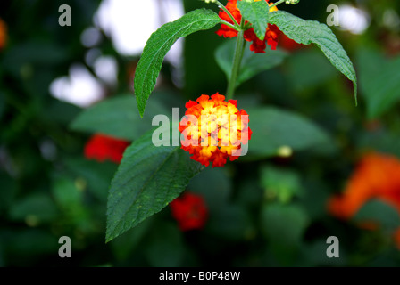 De minuscules fleurs colurful Lantana Banque D'Images