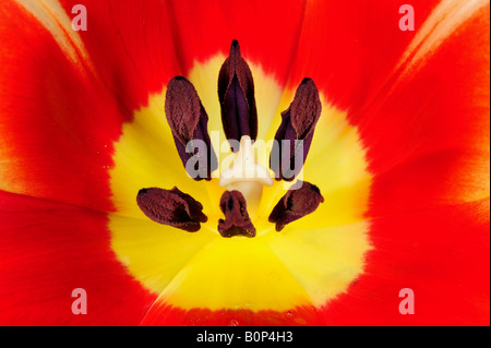 Tulipe rouge Pièces de reproduction Banque D'Images