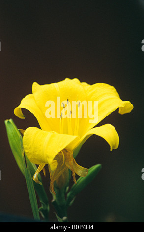 Lilly, le genre Lilium sont plantes plantes à bulbes de plus en plus normalement. Banque D'Images