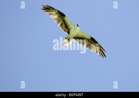 Balbuzard plane au-dessus de l'étang des marais à la recherche de poisson, le Parc National des Everglades, en Floride Banque D'Images