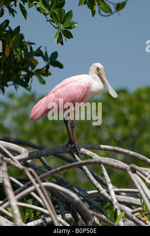 Roseate Spoonbill perchoirs sur les mangroves marécageuses dans racine prop, Parc National des Everglades, en Floride Banque D'Images