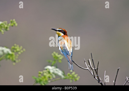 Bee-eater sur l'affût des insectes volants Banque D'Images