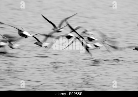 Les mouettes volent bas sur un loch écossais Banque D'Images