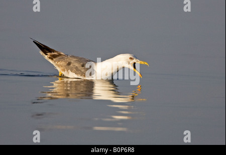 Yellow-legged Gull hareng se nourrit de crabes sur le baie de kalloni Lesbos, Grèce. Banque D'Images