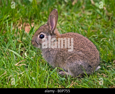 Baby Wild Lapin Européen (Oryctolagus cuniculus) Banque D'Images