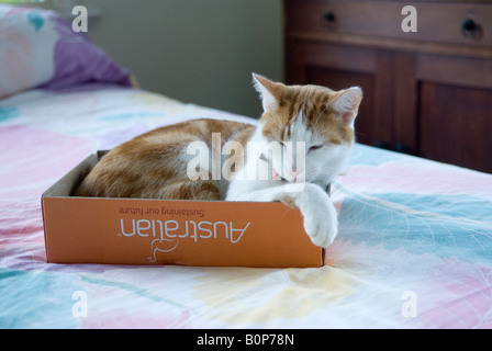 Chat recroquevillé dans boîte en carton on bed Banque D'Images