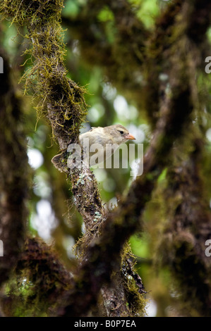 Petite masse Galapagos - Finch Geospiza fuliginosa - sur l'île de Santa Cruz dans les îles Galápagos, au large de la côte de l'Équateur Banque D'Images