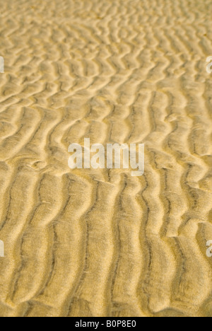 La verticale de près de l'ondulation des motifs réalisés dans le sable par la marée descendante sur un suuny day. Banque D'Images
