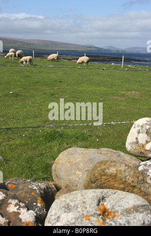 Petit troupeau de moutons dans le champ près de Ballycastle sur la côte nord du comté de Mayo, Irlande Banque D'Images