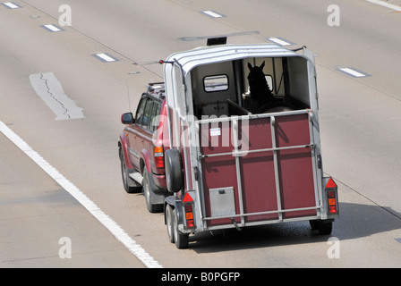 Cheval visible à l'arrière de deux Bay Horse Box pour transport sécuritaire des animaux dans une remorque à caisse de cheval tractée le long de la route Autoroute M25 Essex Angleterre Royaume-Uni Banque D'Images