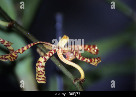 Ruban rouge orchidée araignée (Arachnis Maggie Oei) [hybrid] Banque D'Images