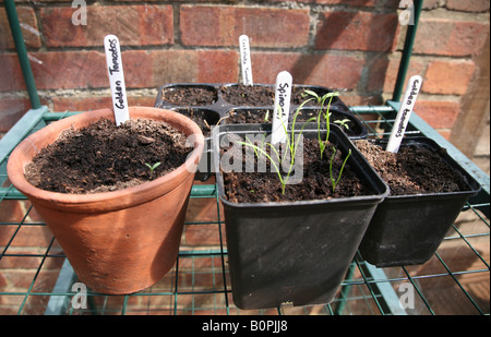 Une photo de pots et plateaux de légumes herbes Salade d'être cultivées dans le jardin des herbes épinards tomates laitue ciboulette Banque D'Images