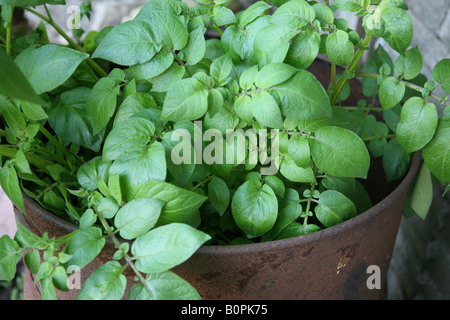 La production des pommes de terre dans un grand seau de pommes de terre contenant à la maison dans le jardin arrière de patates sont un aliment nutritif Banque D'Images