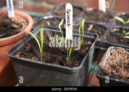 Une photo de pots et plateaux de légumes herbes Salade d'être cultivées dans le jardin des herbes épinards tomates laitue ciboulette Banque D'Images