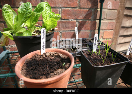 Une photo de pots et plateaux de légumes herbes Salade d'être cultivées dans le jardin des herbes épinards tomates laitue ciboulette Banque D'Images