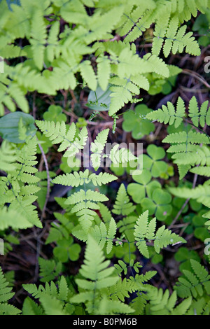 Gymnocarpium dryopteris Fern Chêne Banque D'Images