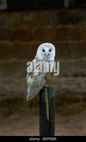 Effraie des clochers (Tyto alba) sur un poste dans une ferme Banque D'Images