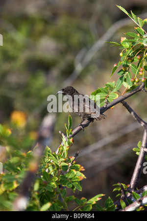 La masse moyenne Finch - Geospiza fortis - sur Isabela dans les îles Galápagos, au large de la côte de l'Équateur Banque D'Images