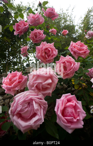 Arbres en fleurs rose (Rosa sp).La France. Un faible angle de tir. Rosier en fleurs (France). Prise de vue en contre-plongée. Banque D'Images