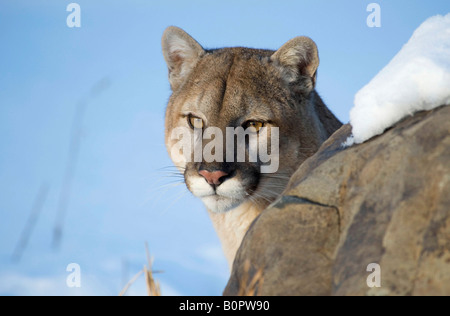 Le Puma ou Lion de montagne en hiver, au Minnesota Banque D'Images