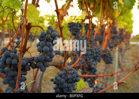 Merlot plein de petits fruits fruit hanging on vine dans vinyard Banque D'Images